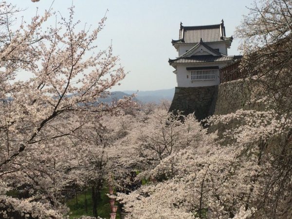 鶴山公園の桜と備中櫓３