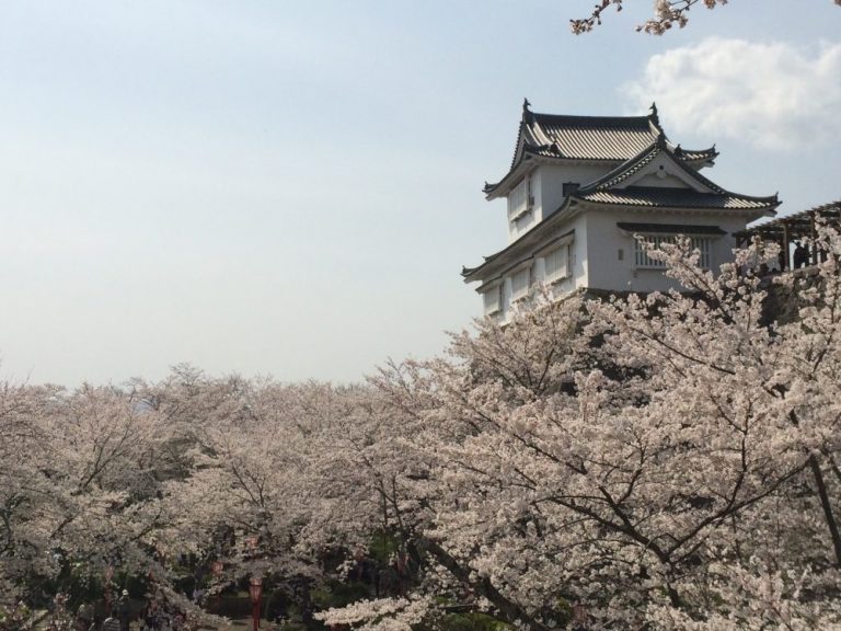 鶴山公園の桜と備中櫓